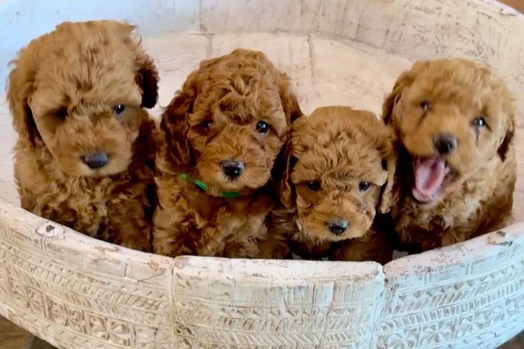 Kaya Moon Oodles - Cavoodles