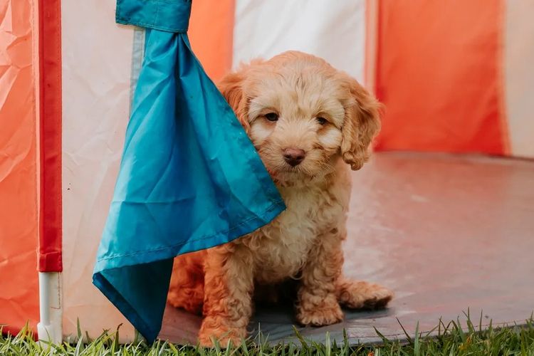 Kaya Moon Oodles - Cavoodles