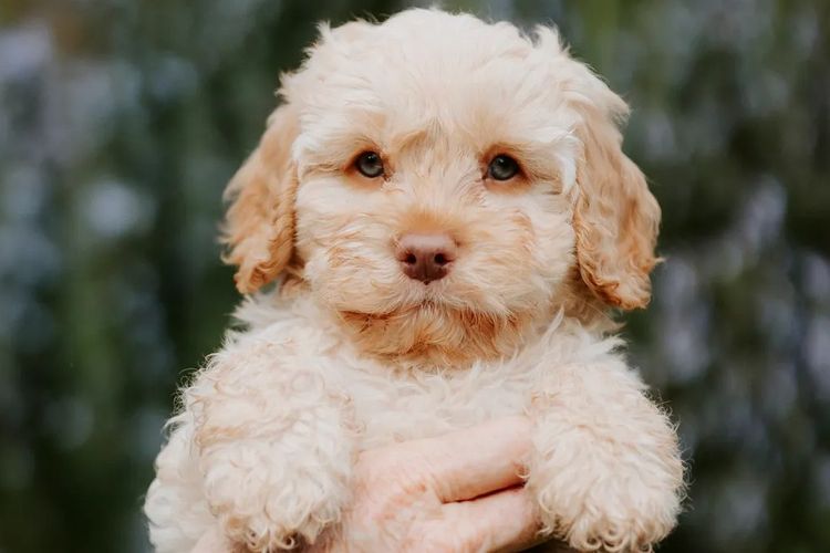 Kaya Moon Oodles - Cavoodles