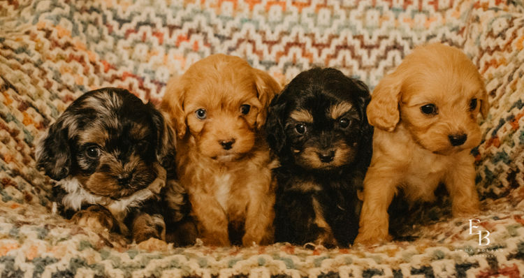 Woods Cavoodles