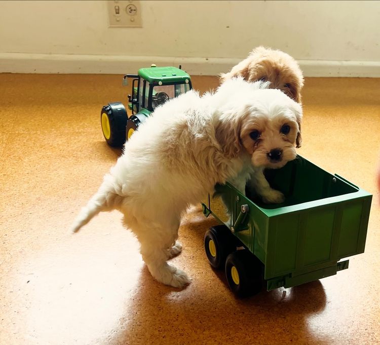Woods Cavoodles