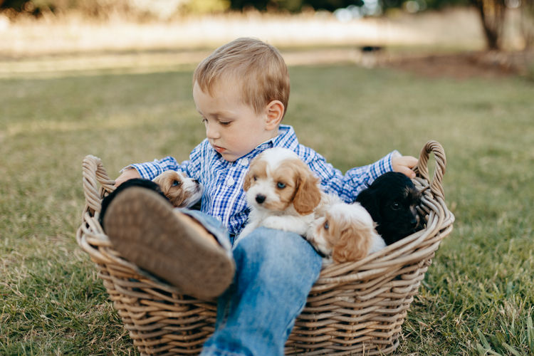 Woods Cavoodles