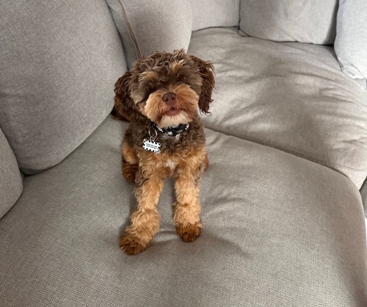Woods Cavoodles