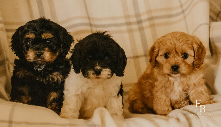 Woods Cavoodles
