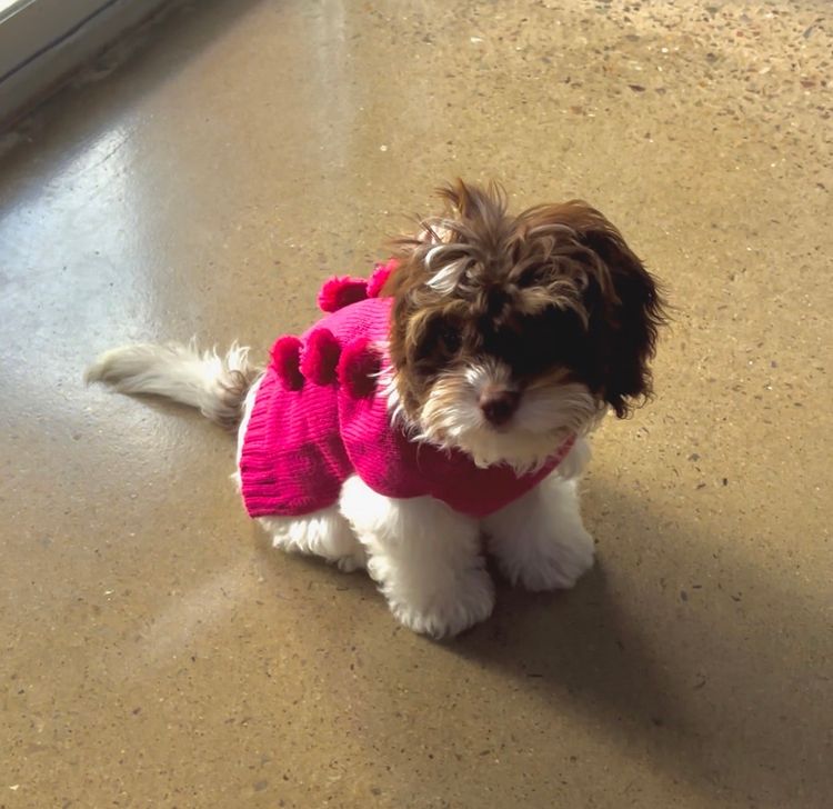 Woods Cavoodles