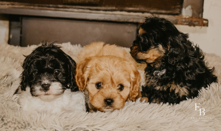 Woods Cavoodles
