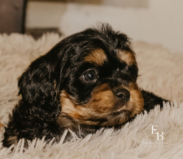 Woods Cavoodles