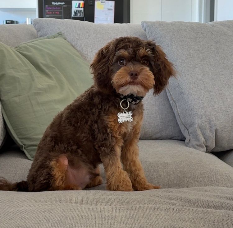 Woods Cavoodles