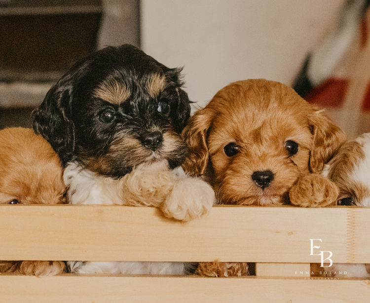 Woods Cavoodles