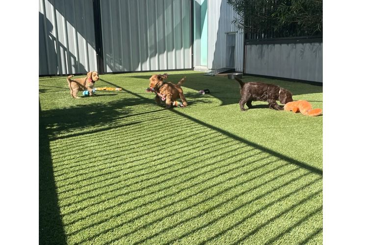 Cider Field Labradoodles -Multi-generation, top coats