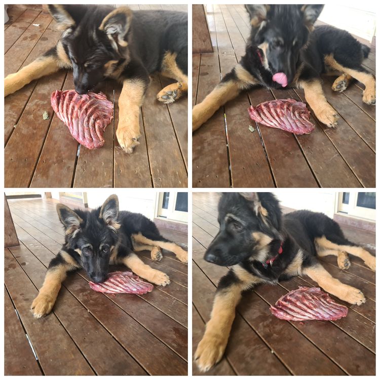 Eureka Shepherds - German Shepherd Dogs
