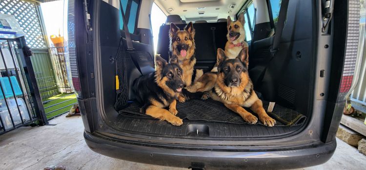 Eureka Shepherds - German Shepherd Dogs