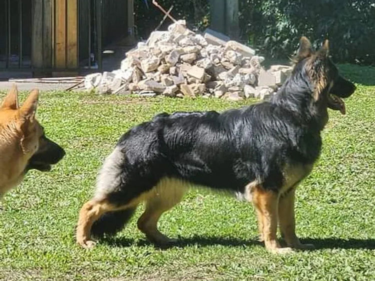 Eureka Shepherds - German Shepherd Dogs