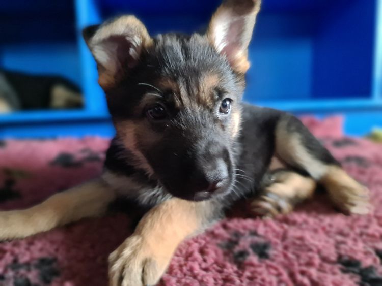 Eureka Shepherds - German Shepherd Dogs