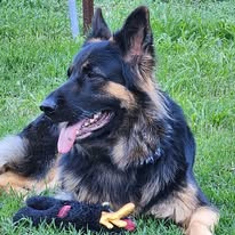 Eureka Shepherds - German Shepherd Dogs