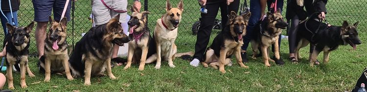 Eureka Shepherds - German Shepherd Dogs
