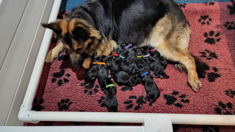 Eureka Shepherds - German Shepherd Dogs