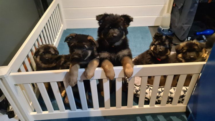 Eureka Shepherds - German Shepherd Dogs