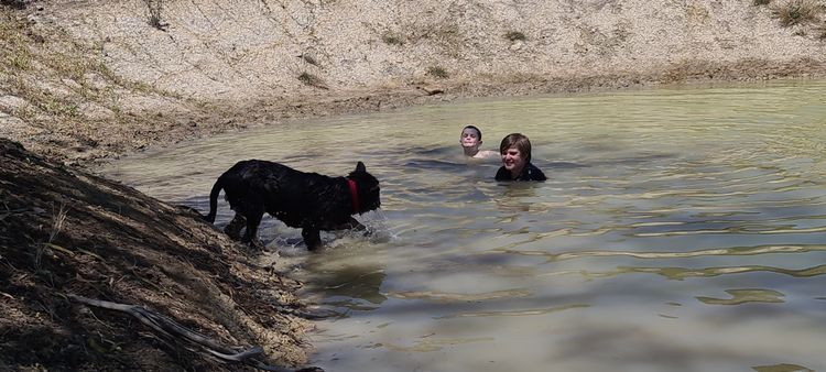 Eureka Shepherds - German Shepherd Dogs