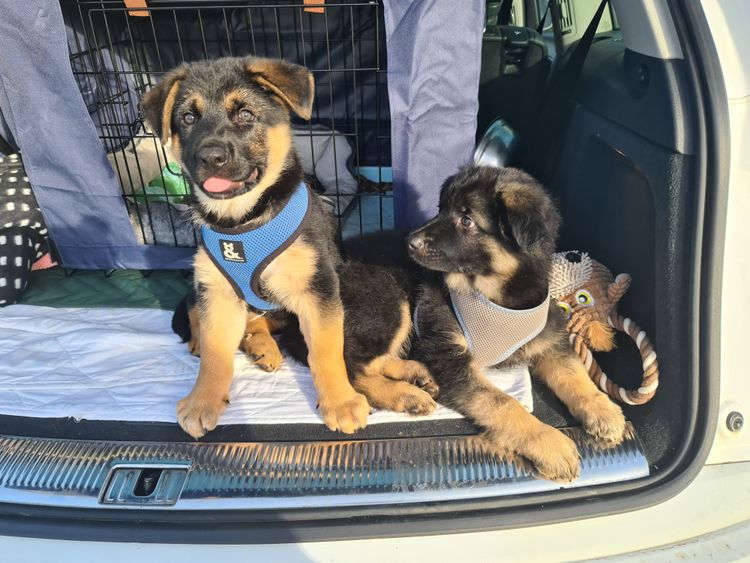 Eureka Shepherds - German Shepherd Dogs