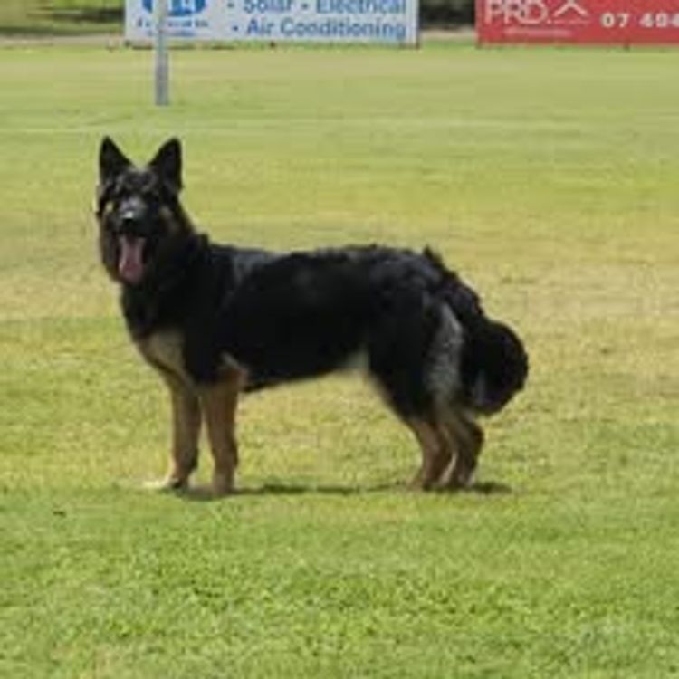 Eureka Shepherds - German Shepherd Dogs