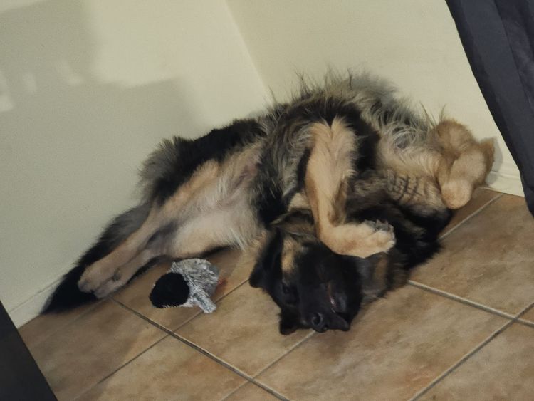 Eureka Shepherds - German Shepherd Dogs
