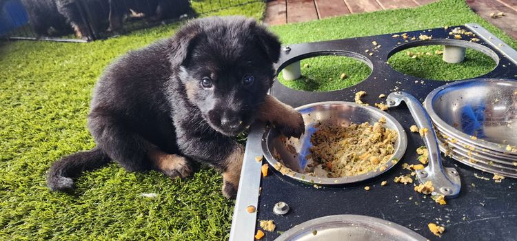 Eureka Shepherds - German Shepherd Dogs