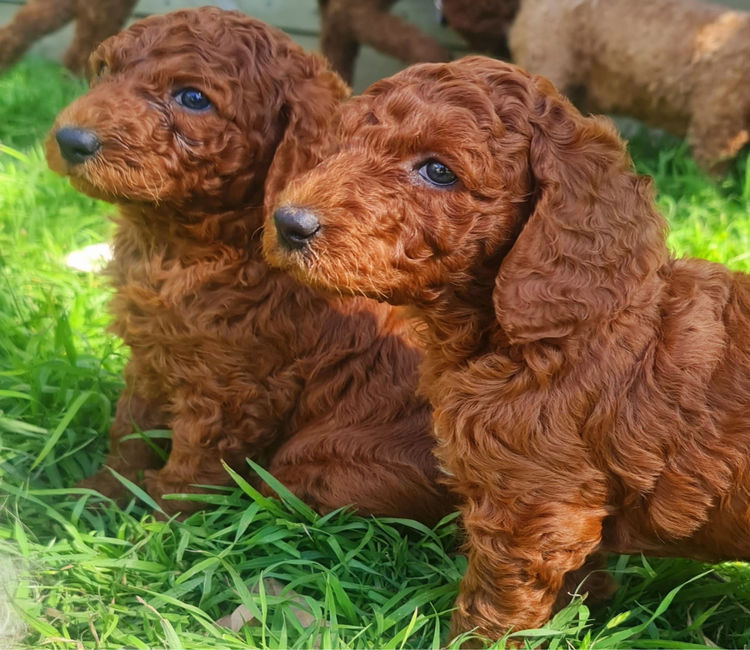 Pedigree Poodles