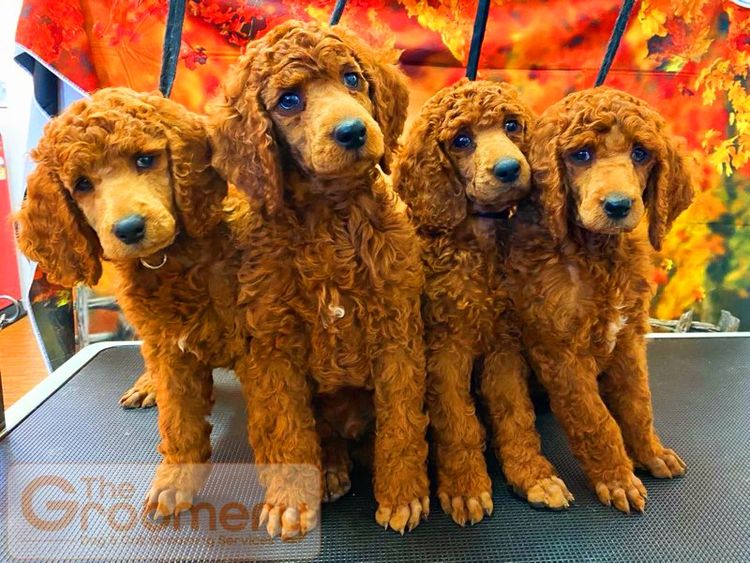 Pedigree Poodles
