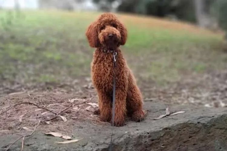 Barking Hills Poodles