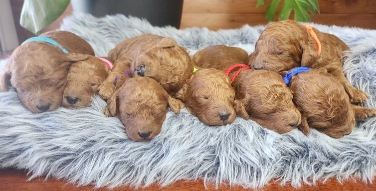Barking Hills Poodles