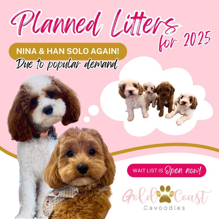 Gold Coast Cavoodles