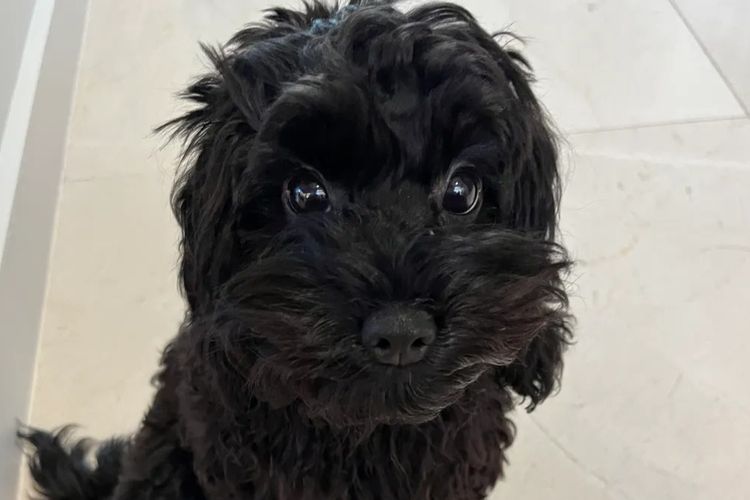Gold Coast Cavoodles