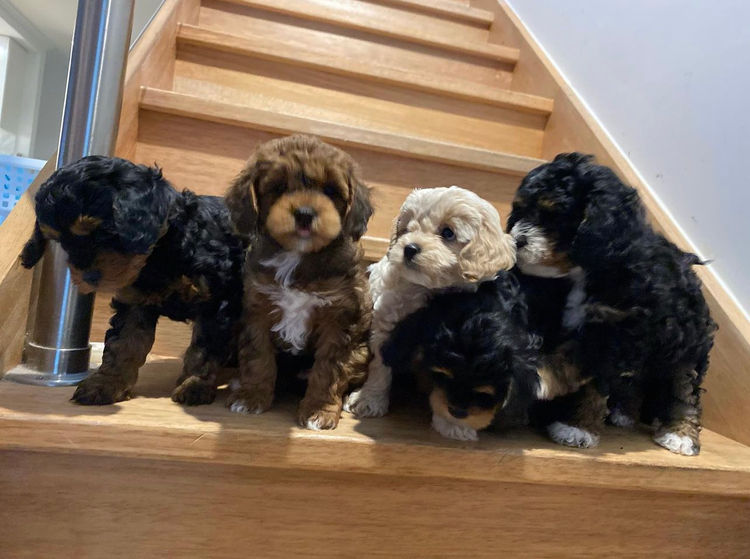 Gold Coast Cavoodles
