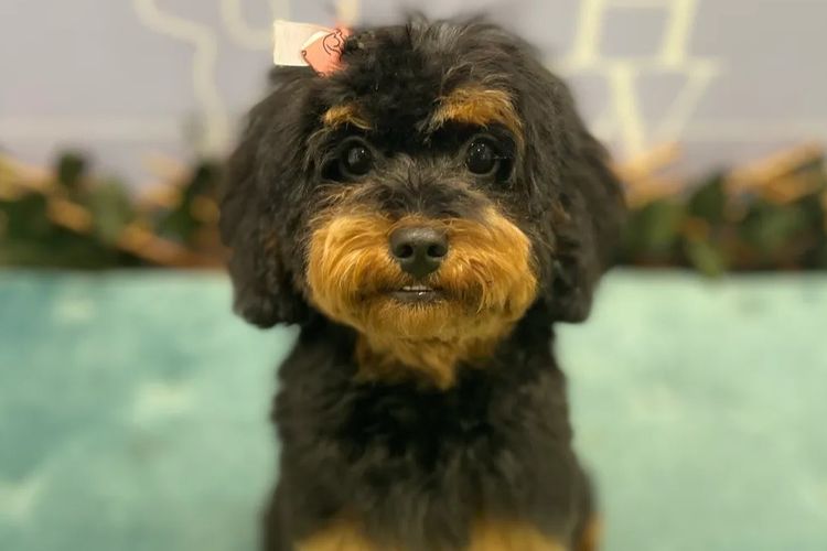 Gold Coast Cavoodles