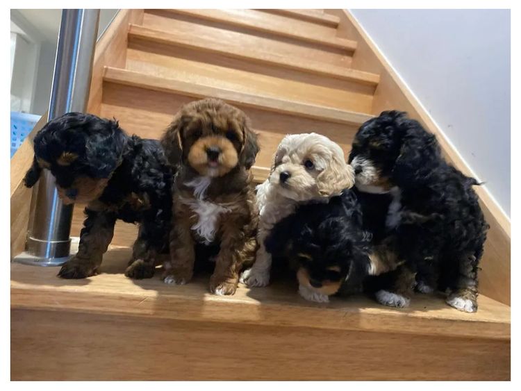 Gold Coast Cavoodles