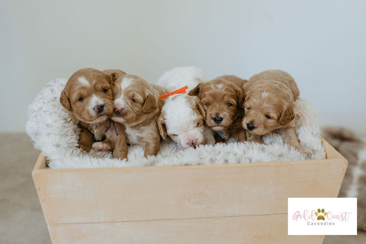 Gold Coast Cavoodles