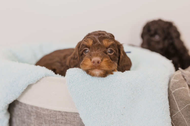 Gold Coast Cavoodles