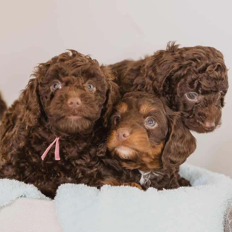 Gold Coast Cavoodles