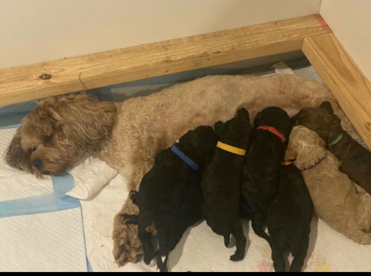 Gold Coast Cavoodles