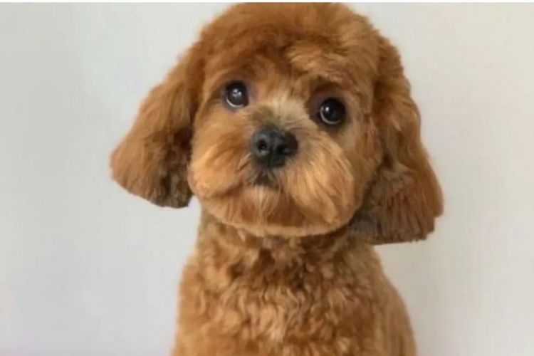 Gold Coast Cavoodles