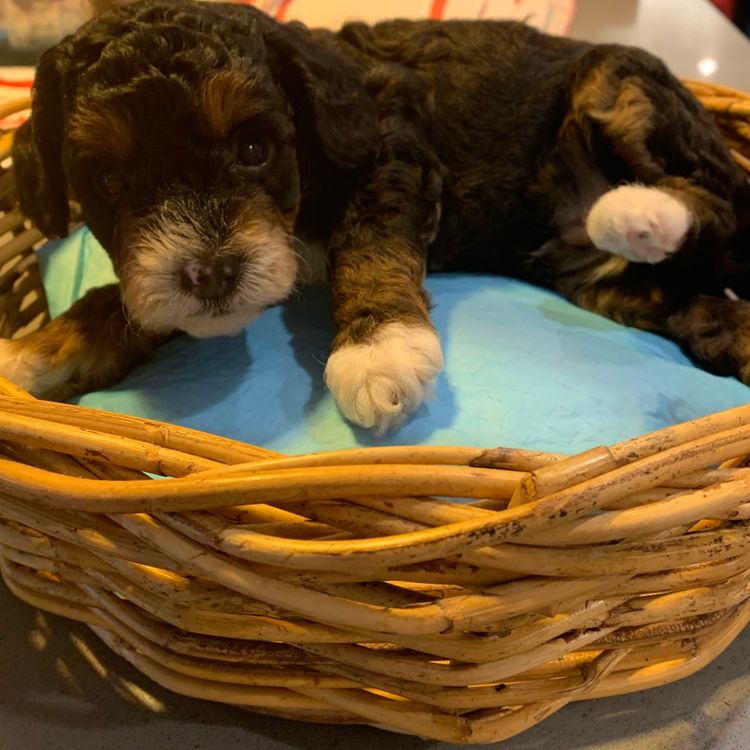 Gold Coast Cavoodles