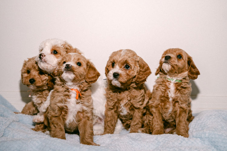 Gold Coast Cavoodles
