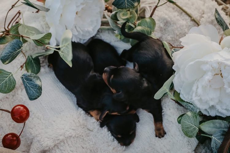 Tees Miniature Dachshunds