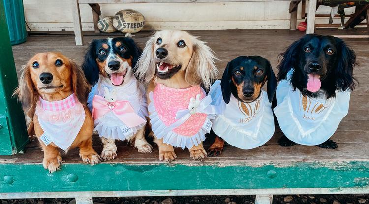 Tees Miniature Dachshunds