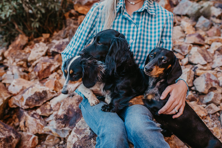 Tees Miniature Dachshunds
