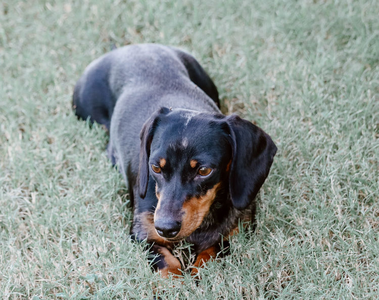 Tees Miniature Dachshunds