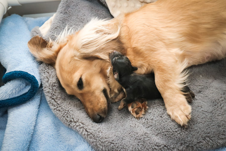 Tees Miniature Dachshunds