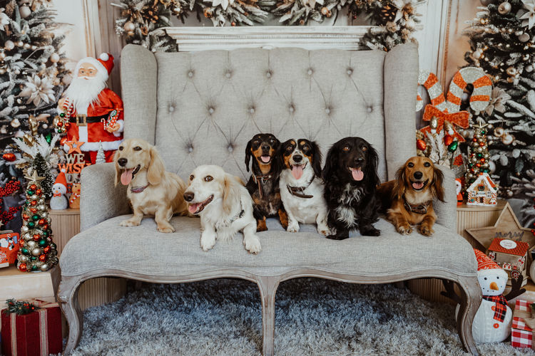Tees Miniature Dachshunds