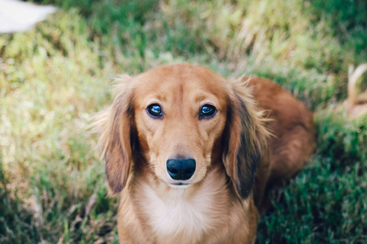Tees Miniature Dachshunds